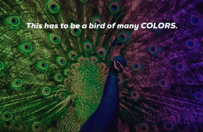Peacock With This Has To Be A Bird Of Many Colors GIF