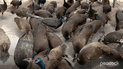 Peacocks Individually Thinks Text Message  GIF