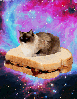 Peanut Butter Jelly Time Cat Napping GIF