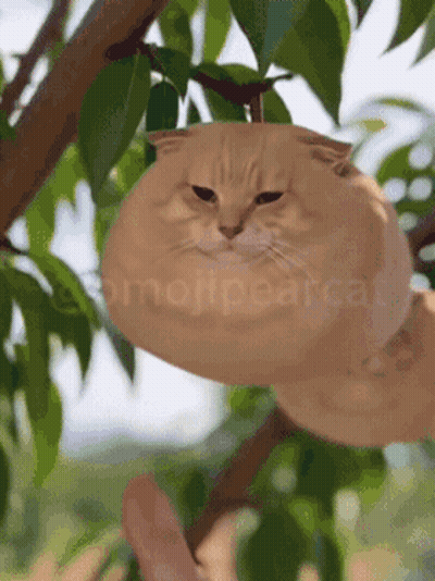 Pear-Shaped Cat Hanging From Tree GIF
