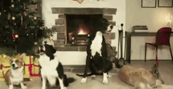 Pedigree Jingle Bells Dog Barking GIF