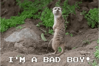 Pee I'm A Bad Meerkat GIF