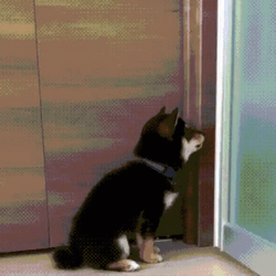 Peekaboo Funny Dog Meme GIF
