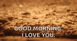 Peeking Cute Meerkat Love Good Morning GIF