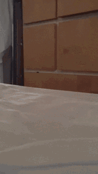 Peeking Hiding Cat GIF
