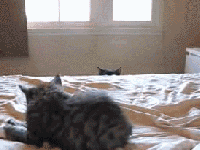 Peeping Black Scared Cat GIF