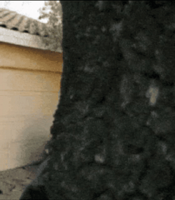 Peeping Tom Peeking Behind Tree GIF
