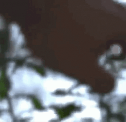 Peeping Tom Using Binoculars Behind Bush GIF