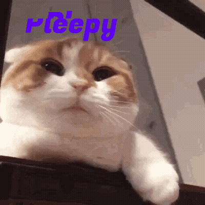 Peepy Cat GIF