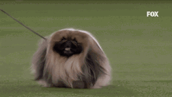 Pekingese Dog Coming In Hot GIF