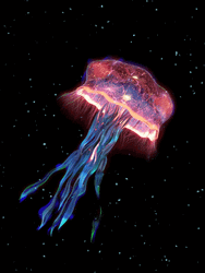 Pelagia Noctiluca Jellyfish