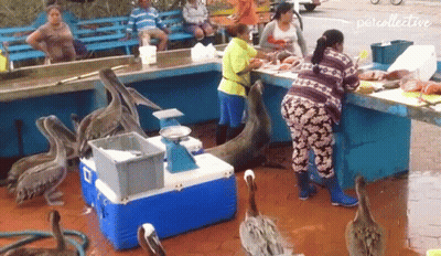 Pelicans Are Gathered Around A Woman At A Fish Market With The Word Pet Collective In The Corner GIF