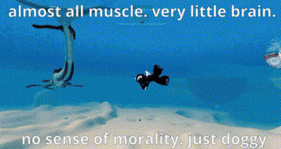 Penguin And Fish With Almost All Muscle Very Little Brain GIF