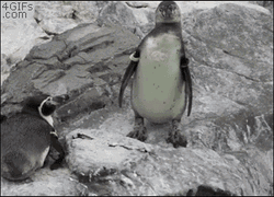 Penguin Bite Scare GIF