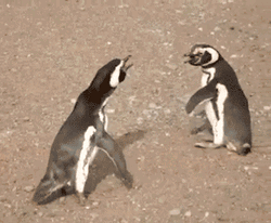 Penguin Come At Me Bro