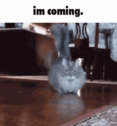 Penguin Holding I Miss U My Love GIF