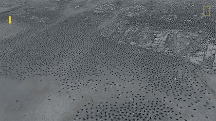 Penguin Mega Colony National Geographic GIF