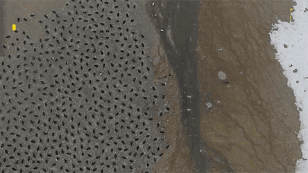Penguin Mega Colony National Geographic GIF