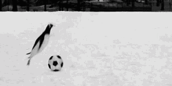 Penguin Playing Soccer Ball GIF