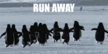 Penguin Running Away Fast GIF