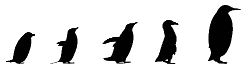 Penguin Silhouettes From Small To Large Sticker