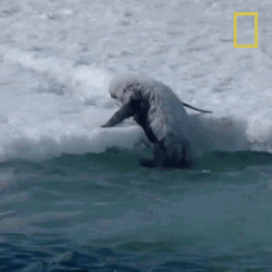 Penguin Struggle To Get Out GIF
