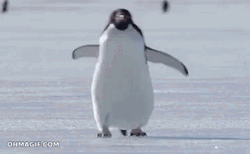Penguin Waddles Slipping Ice