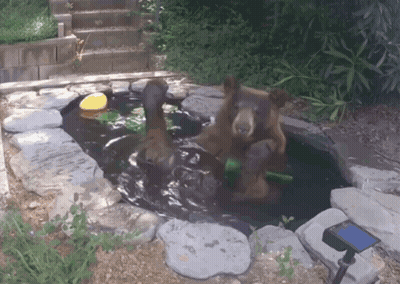 Penguin Washing Dog In Bathtub GIF