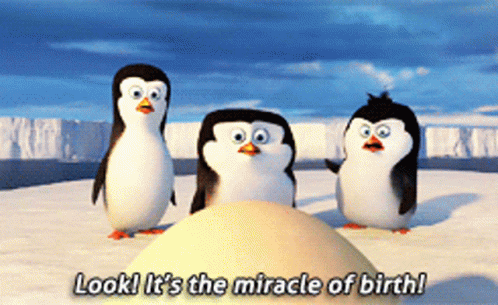Penguins Next To Egg Saying Miracle Of Birth GIF