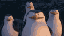 Penguins Of Madagascar Teamwork Up High Five  GIF