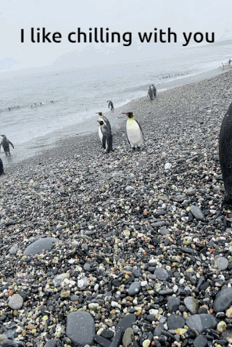Penguins On A Rocky Beach With The Words I Like Chilling With You Below Them GIF