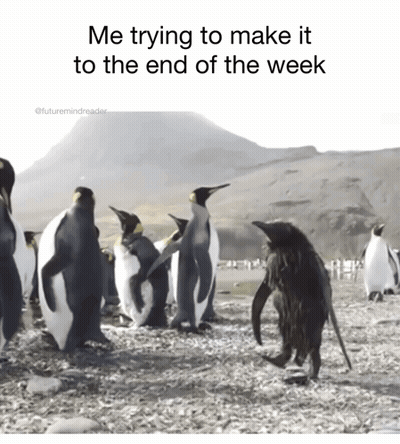 Penguins On Rocky Beach Trying To Make It To End Of Week GIF