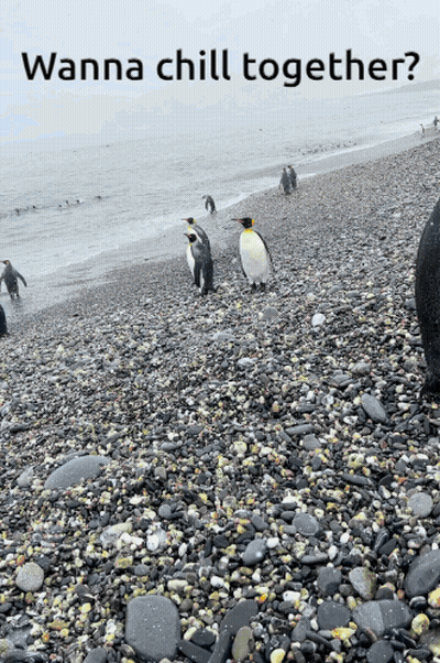 Penguins Standing On A Rocky Beach With The Words Wanna Chill Together GIF