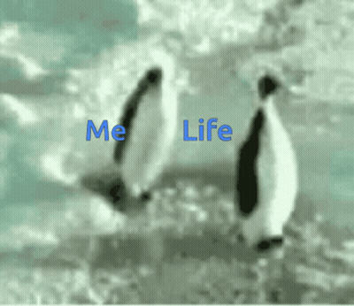 Penguins Standing On Ice Saying Me Life GIF