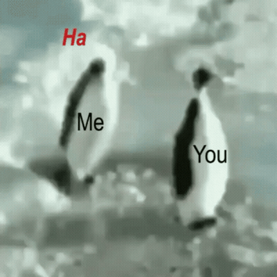 Penguins Standing With Ha Me You GIF