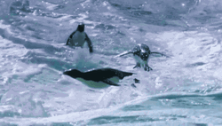 Penguins Swimming And Diving GIF