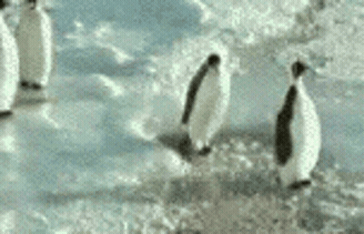 Penguins Walking Across Snow Field GIF