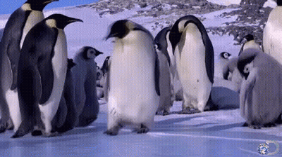 Penguins Walking In Snow GIF