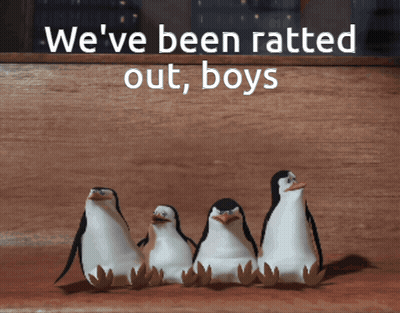 Penguins We've Been Ratted Out Boys GIF