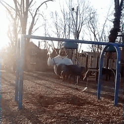 People Falling Chubby Man Swing Fail GIF