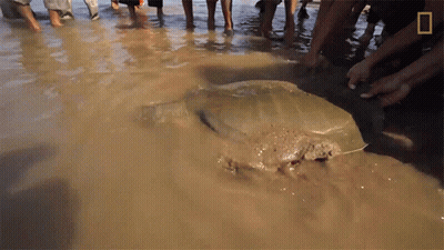 People In Water Watching Large Stingray GIF
