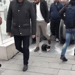 People Passes Through Unbothered Cat GIF
