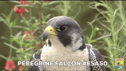 Peregrine Falcon Bird GIF
