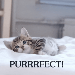 Perfect Kitty Perfecto GIF