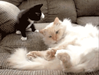 Persian Cat Attack GIF