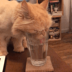 Persian Cat Drink Water In Glass  GIF
