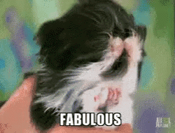 Persian Cat Fabulous GIF