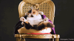 Persian Cat King GIF