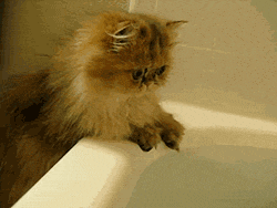 Persian Cat Wet Paws GIF