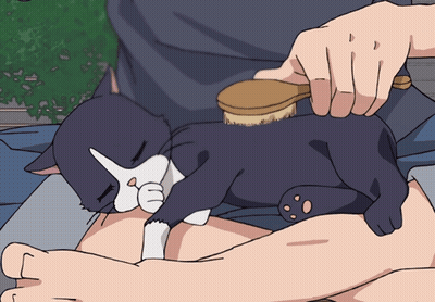 Person Brushing Black And White Cat GIF